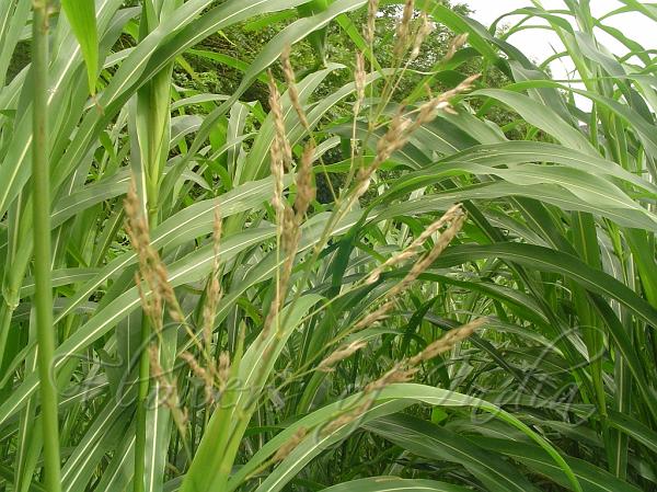 Johnson Grass